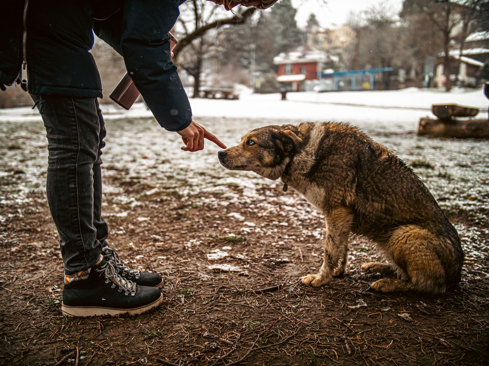 A person interacts with a sitting dog in a snowy outdoor setting, creating a tender moment.