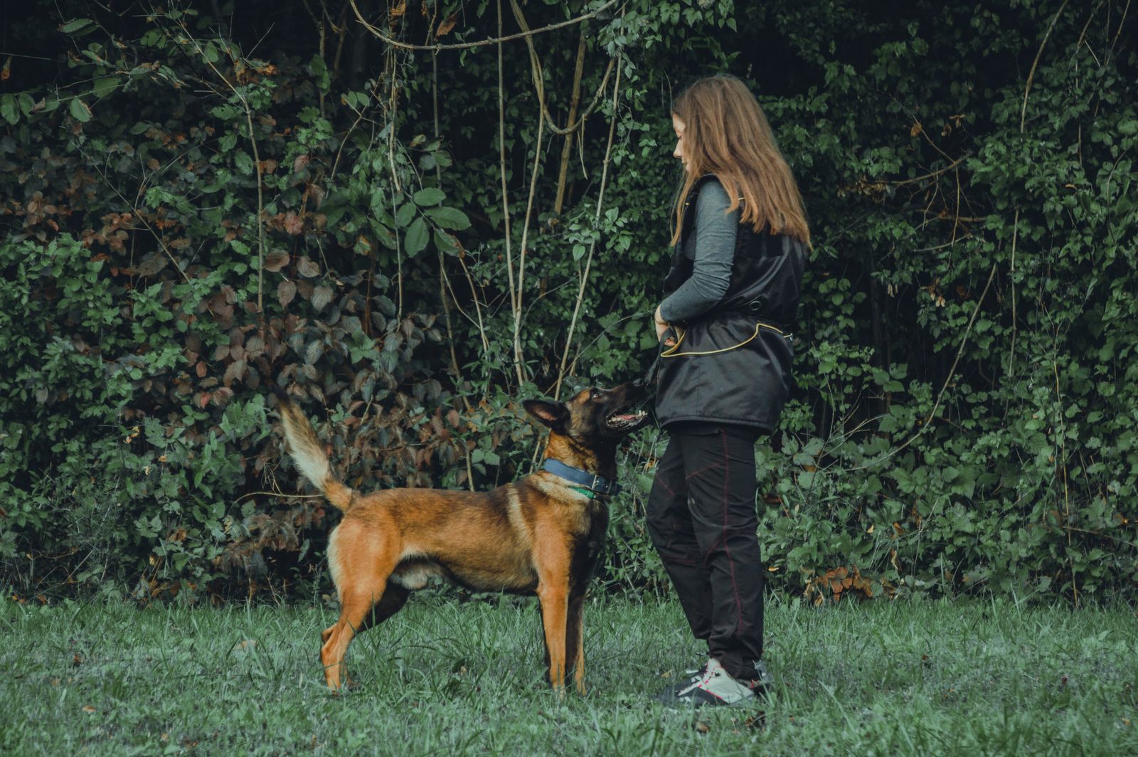 A woman in black clothing trains her dog in a lush green field surrounded by dense foliage.